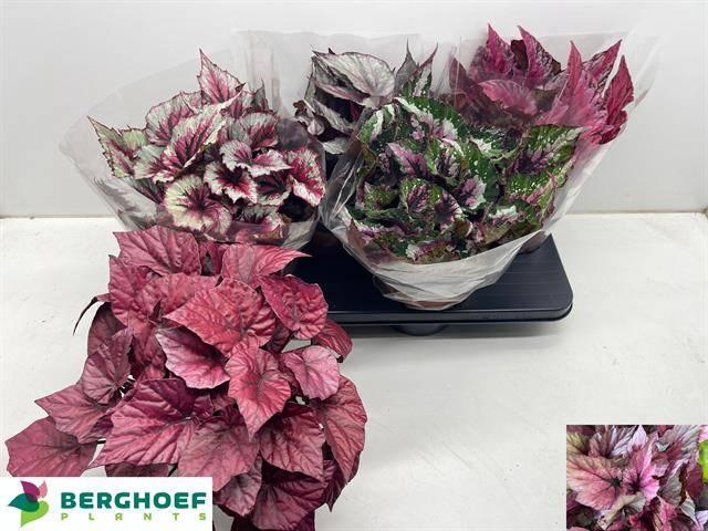 <h4>Beg Bel Gem</h4>