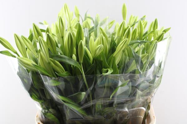 <h4>Li Lf Watch Up 2 Kop</h4>