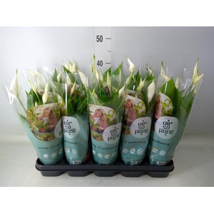 Spathiphyllum  'Torelli'