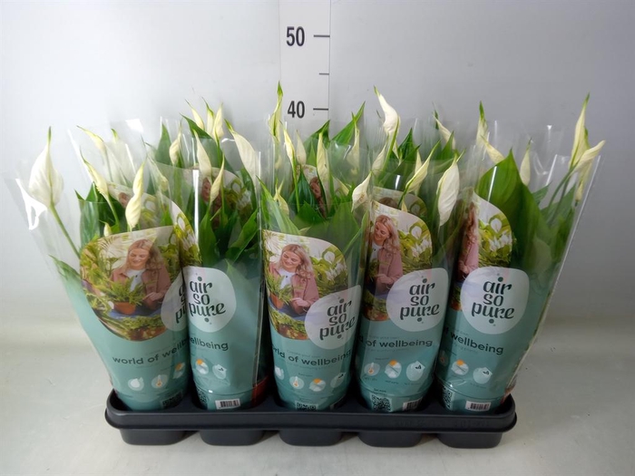 <h4>Spathiphyllum 'Torelli'</h4>