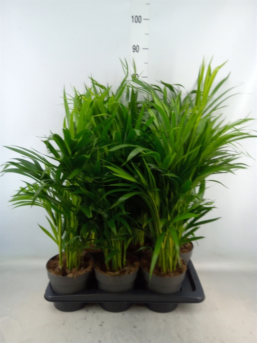 <h4>Dypsis lutescens   ...Chrysalidoca</h4>