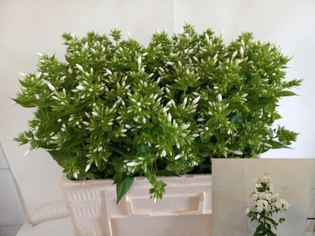 <h4>PHLOX P WHITECAP</h4>