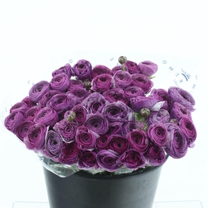 Ran Su Sr Antonio Super