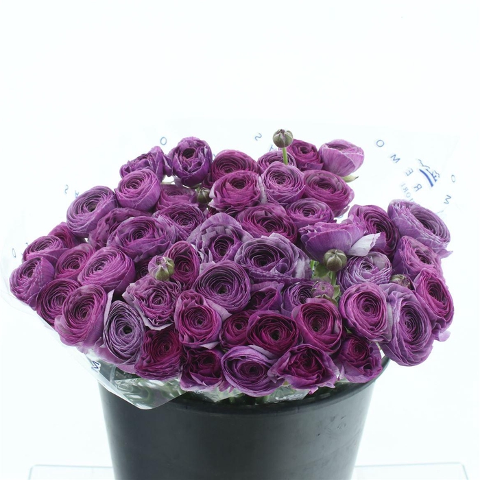 <h4>Ran Su Sr Antonio Super</h4>