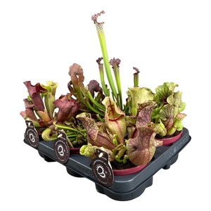 Sarracenia Gemengd Premium