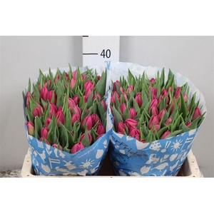 Tu Du Double Princes