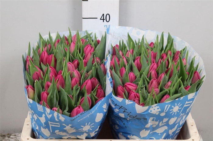 <h4>Tu Du Double Princes</h4>