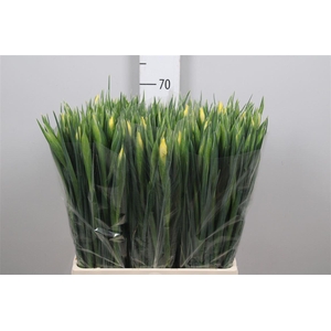 Iris Apollo