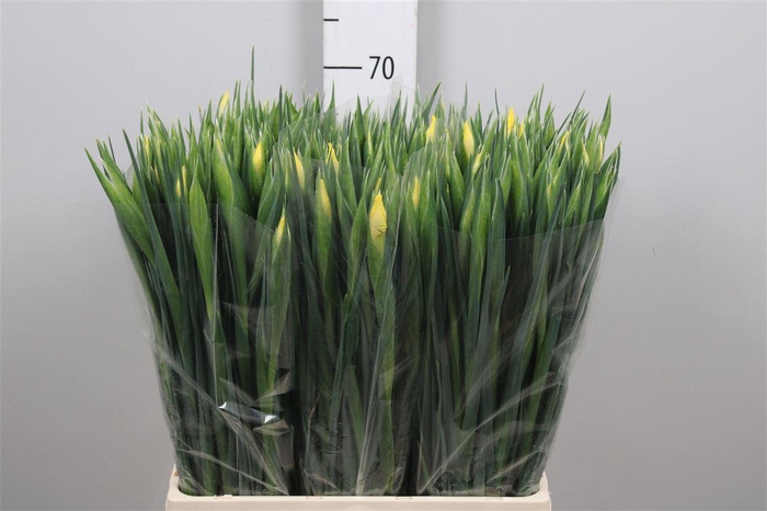 <h4>Iris Apollo</h4>