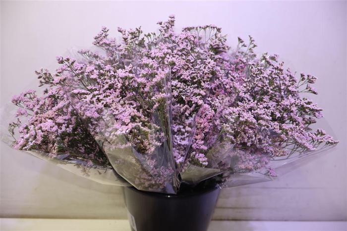 <h4>Lim Saf Oshi Pink</h4>