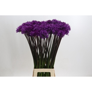 Allium Purple Sensation