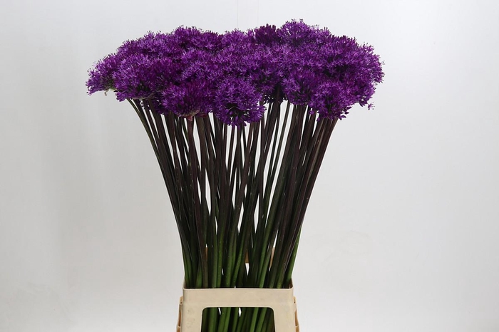 <h4>Allium Purple Sensation</h4>