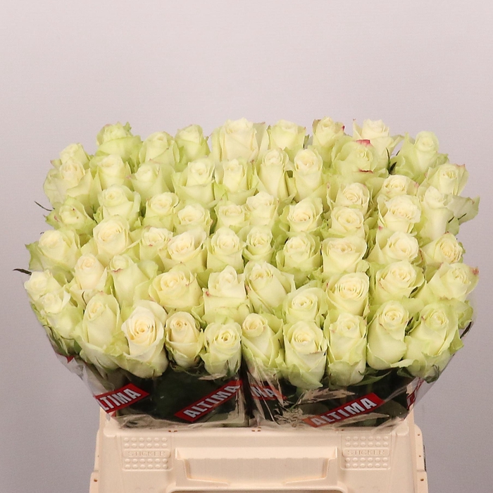 <h4>ROSA GR 'ATHENA'</h4>