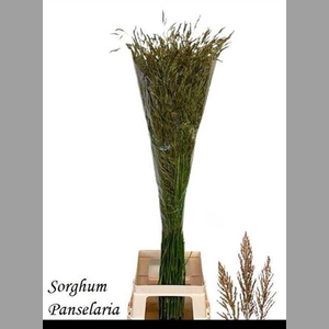 Sorghum A Panselaria