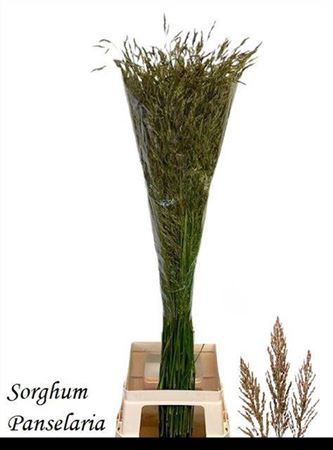 <h4>Siergras Sorghum A Panselaria</h4>