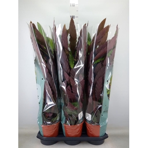 Calathea rufibarba