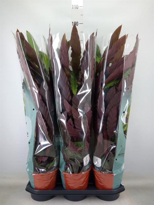 <h4>Calathea rufibarba</h4>