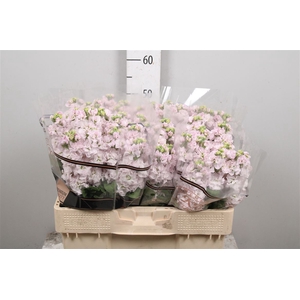 Matth Stox Silver