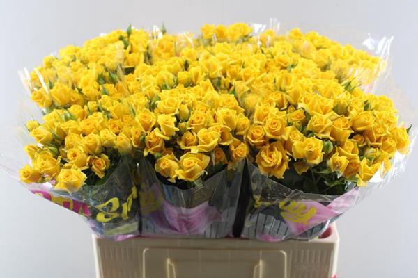 <h4>R Tr Mariah L60</h4>