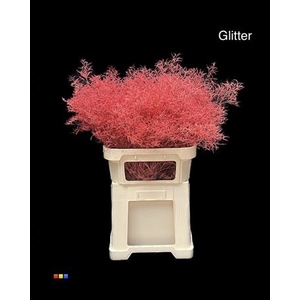 Limonium Coral + Glitter Bio