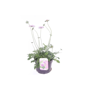 Scabiosa columbaria Pink Mist