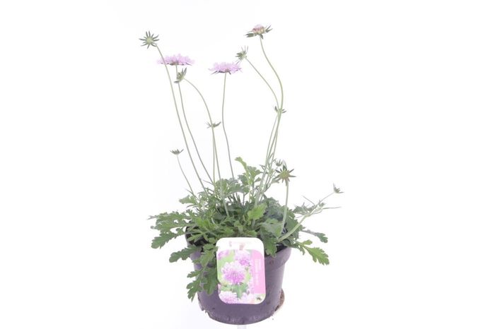 <h4>Scabiosa columbaria Pink Mist</h4>