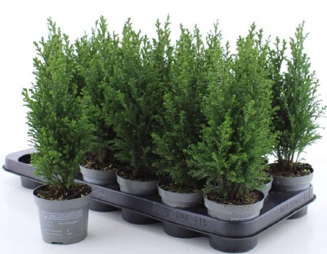 <h4>Cham L Ellwoodii</h4>