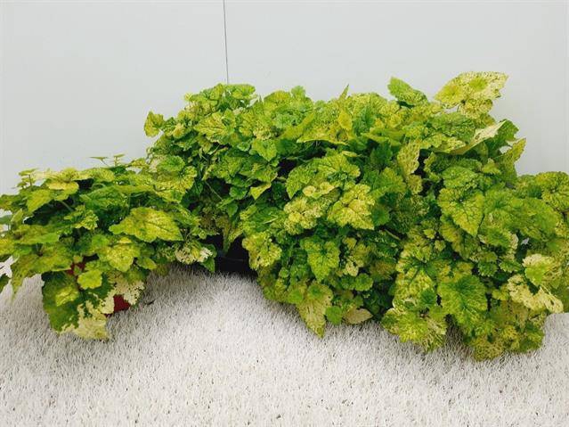 <h4>Tolmiea M Variegata</h4>