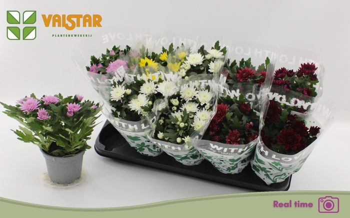 <h4>CHRYS GEM 6 KL</h4>