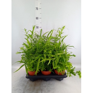 Pteris cretica 'Roeweri'