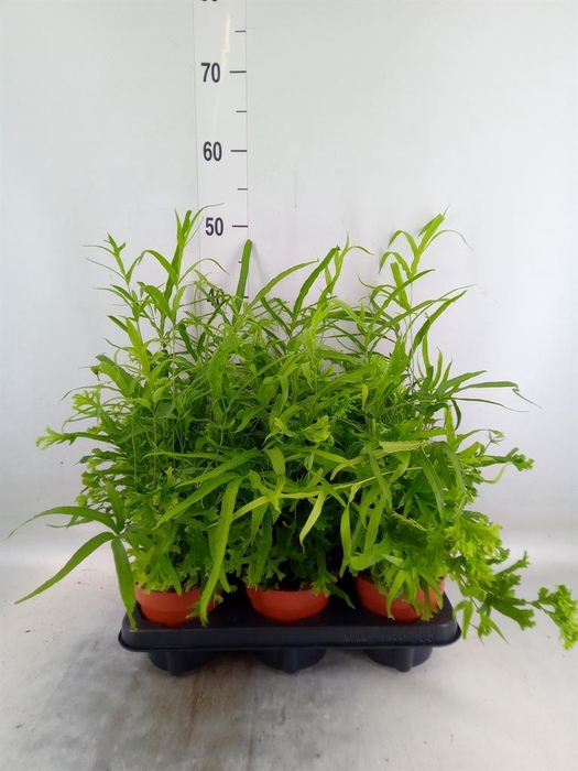 <h4>Pteris cretica 'Roeweri'</h4>