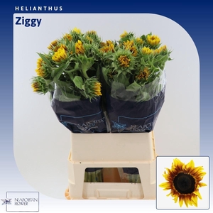 Helianthus Ziggy