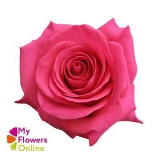 R Gr Pink Floyd! Hot Pink 50cm EC