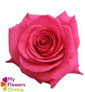 <h4>R Gr Pink Floyd! Hot Pink 60cm EC</h4>