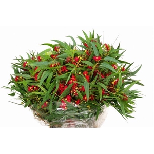 Euc. Cinesino Berries Flowering
