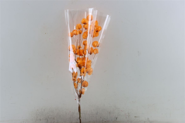 Dried Bougainvillea X5 55cm Orange Bunch