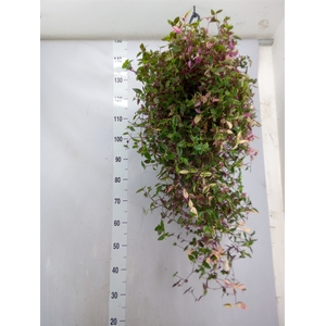Tradescantia flum. 'Quadricolor'