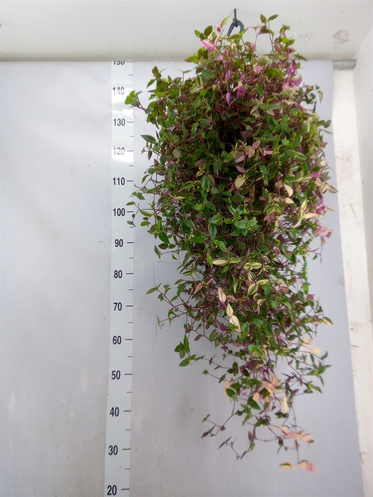 <h4>Tradescantia flum. 'Quadricolor'</h4>