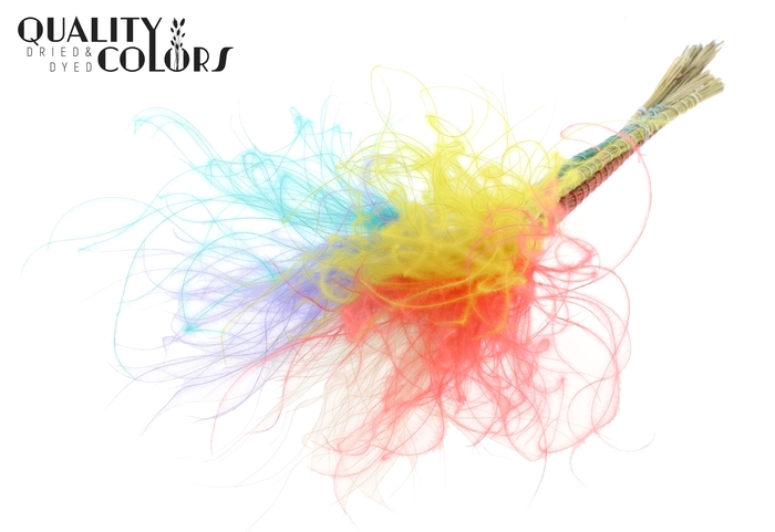 <h4>Stypha Penata 10 tufts per bunch Colourful 5</h4>