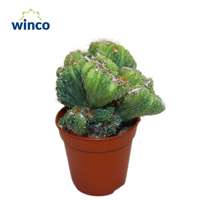 <h4>Cereus Peruvianus Monstruoza Cristata</h4>