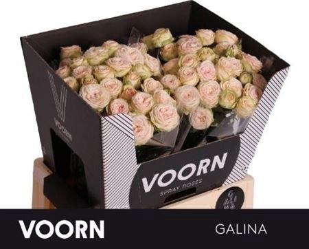 <h4>R Tr Galina 60cm</h4>