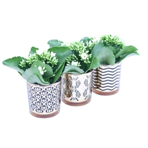 Kalanchoe wit in luxe gouden design glas