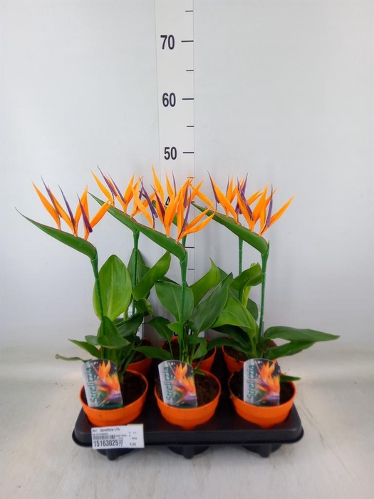 <h4>Arr.  Strelitzia L%</h4>