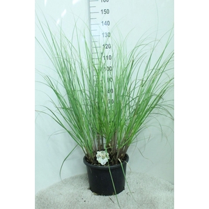 Cortaderia selloana