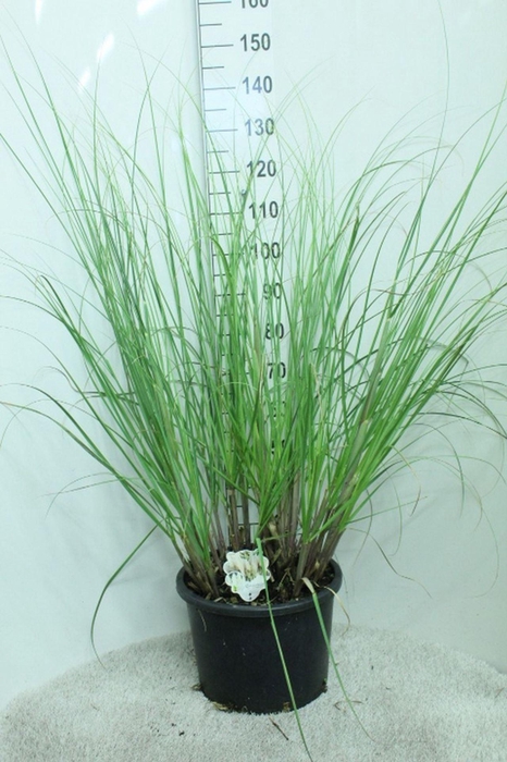 <h4>Cortaderia selloana</h4>
