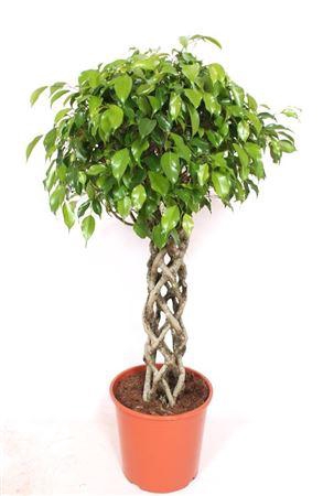 <h4>Ficus Be Exotica Gevlochten Stam</h4>