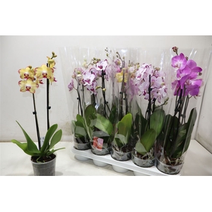 Phal 2 Tak Mix