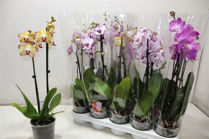<h4>Phal 2 Tak Mix</h4>