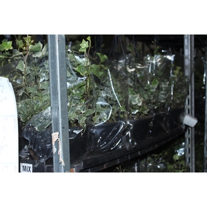 HEDERA VARIEGATA C21