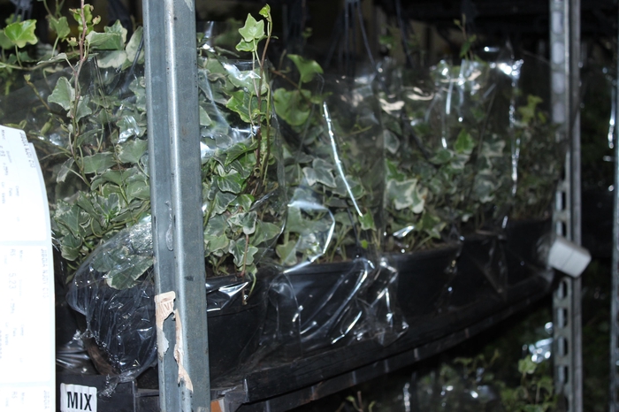 <h4>HEDERA VARIEGATA C21</h4>